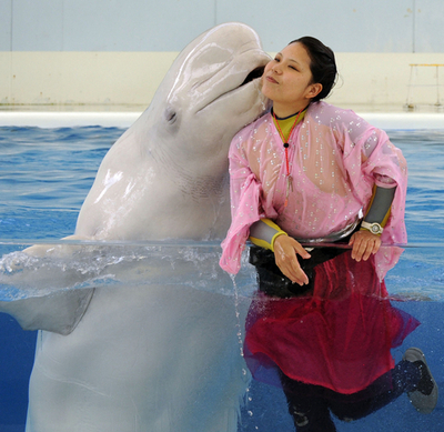 シロイルカの七夕ショー、八景島シーパラダイス