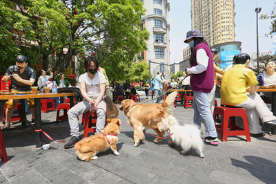 犬は人類のパートナー、中国政府が「食用動物」から除外 賛否両論も