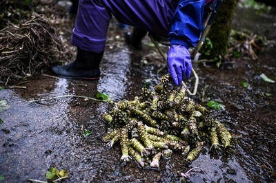日本の農家が生産する「緑の黄金」ワサビを求めて