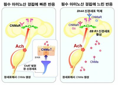 「肉が食べたい」は腸からの信号だった…韓国研究チームが解明