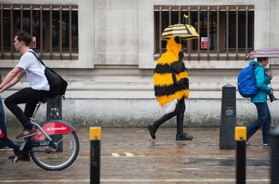 働き者のミツバチ、雨でもおでかけ？英