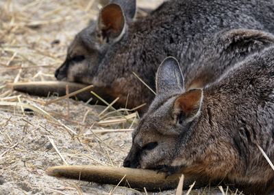 ダマヤブワラビーの遺伝子配列を解析