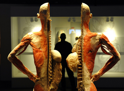 全部で225体、NYで「人体標本展」