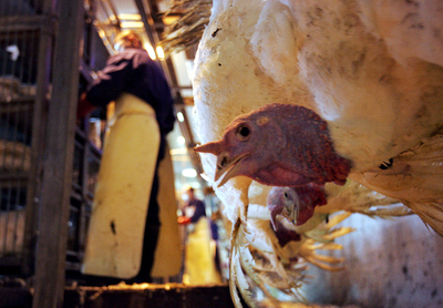 ＜鳥インフルエンザ＞国内産家禽類による英国への伝染、証拠は確認できず  - ハンガリー