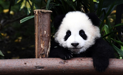 シャンシャンだけじゃないよ！今年生まれのパンダたち　中国・四川