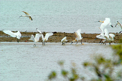 中国海南省で越冬の絶滅危惧種クロツラヘラサギ、初めて200羽以上に