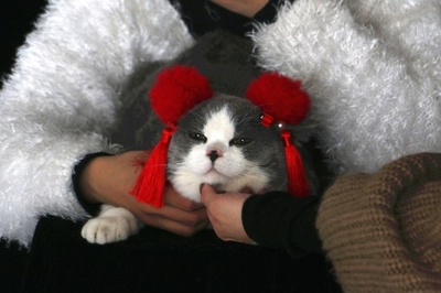 ペットとチーズ！ 春節間近で記念撮影スタジオは大忙し 中国・広西