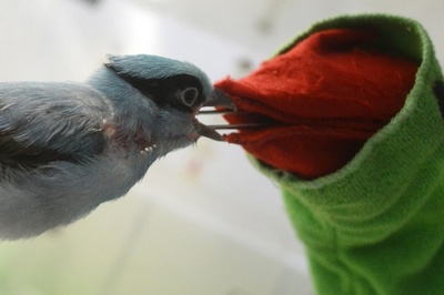 パペットが親代わり、絶滅危惧種タンビヘキサンのひな チェコ