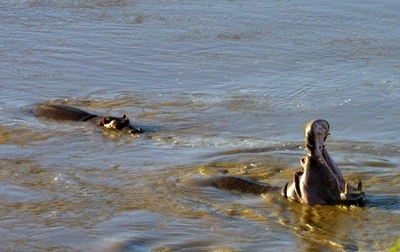マサイマラのカバの死骸から農薬を検出、動物保護団体が農薬禁止を訴え