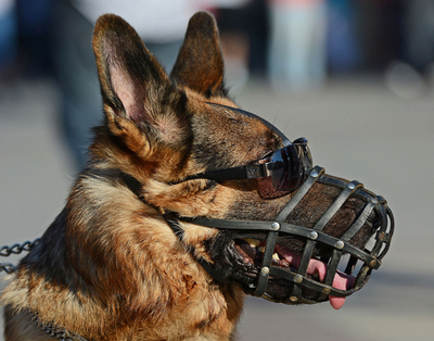 サングラスで決めポーズ！イングランドサポーターの犬、ポーランド