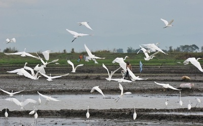 海面上昇で渡り鳥に危機、消える餌場や休息地