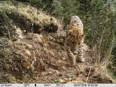 青海、四川、チベット境界で9頭のヒョウを発見