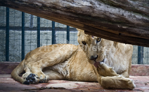 メキシコ麻薬組織の豪邸公開 希少動物も 写真22枚 ファッション ニュースならmode Press Powered By Afpbb News