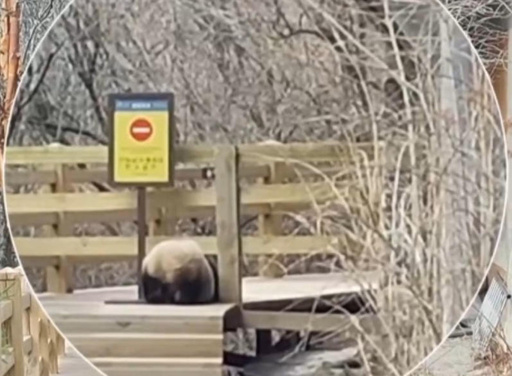 中国四川の九寨溝景区で野生パンダの姿 2017年の地震発生以来初