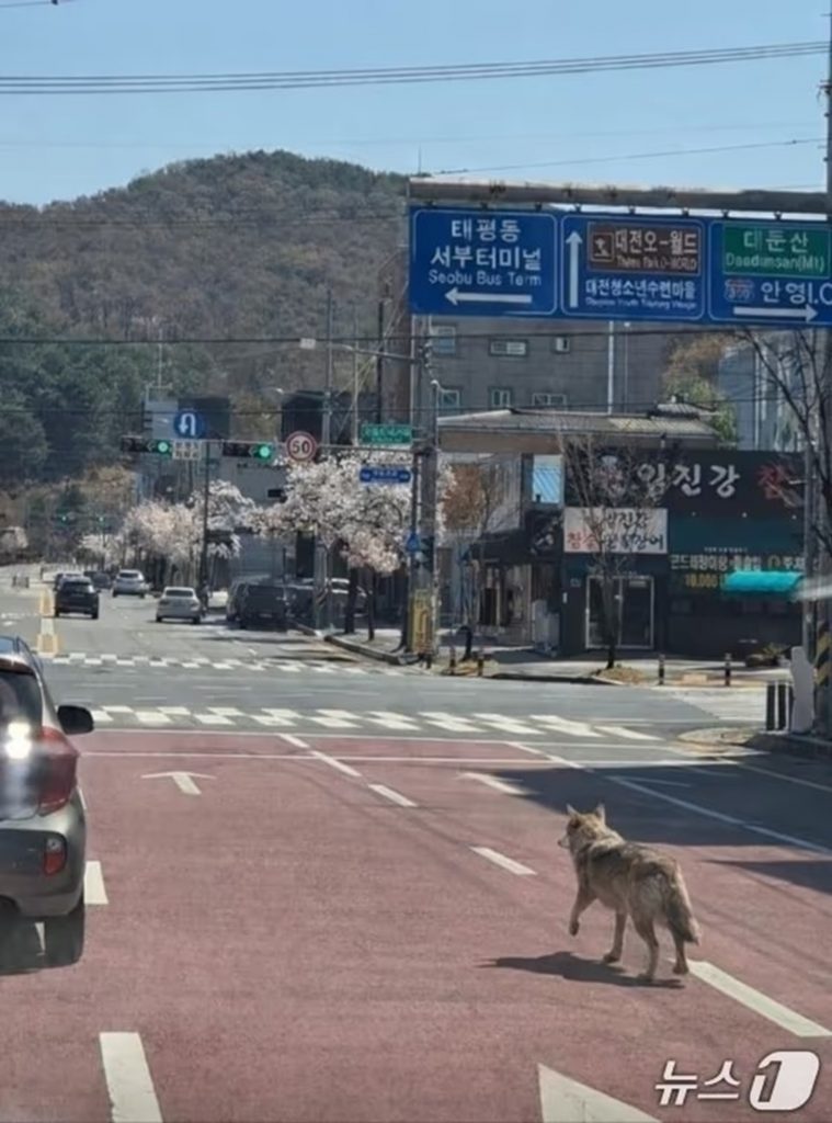 オオカミ「ヌック」が脱出した8日、捜索当局に寄せられた偽写真＝大田消防本部提供(c)news1