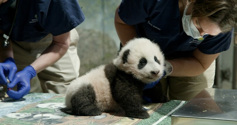 ジャイアントパンダの赤ちゃんが最初の一歩 米動物園 写真3枚 国際ニュース Afpbb News