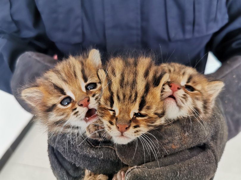 住民がヤマネコの赤ちゃん3匹を発見 中国 雲南省 写真4枚 国際ニュース Afpbb News