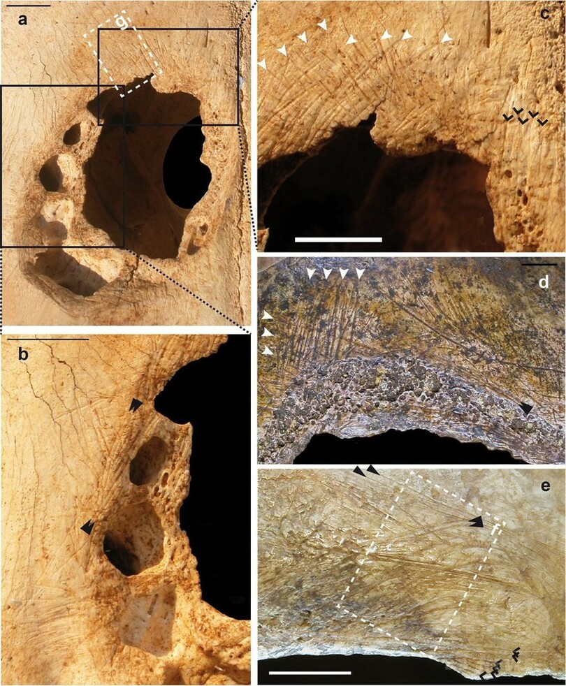 石器時代のウシ頭蓋骨に穴、「穿頭術」の跡か 仏研究