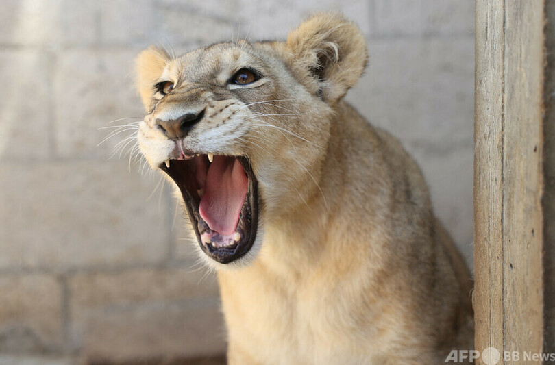 高級車にライオン乗せ街を徘徊、飼い主の女逮捕 タイ