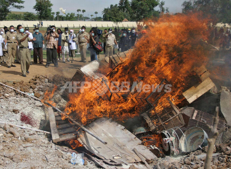 インドネシア 鳥インフルエンザで人目の死亡者 写真1枚 国際ニュース Afpbb News