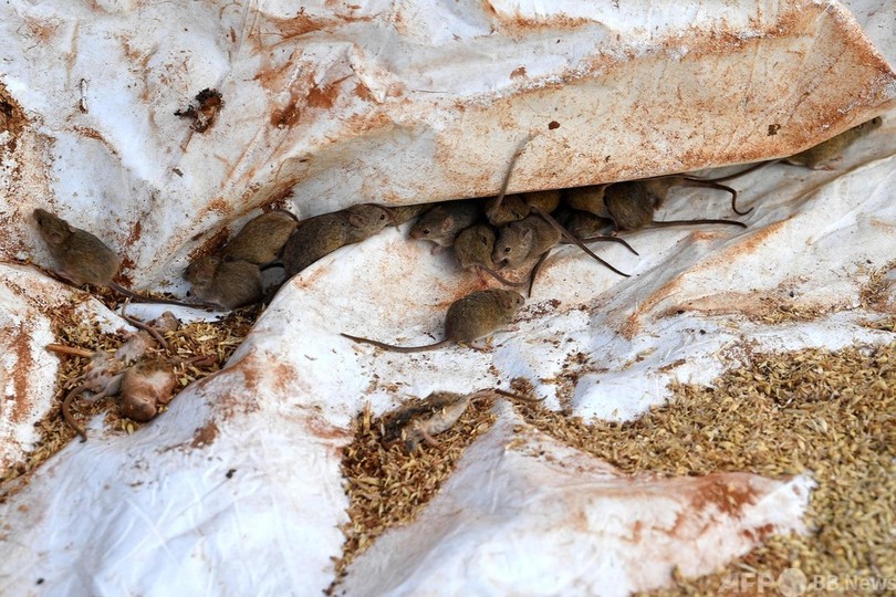 豪でネズミ大発生 干ばつ耐えた農家の次なる試練