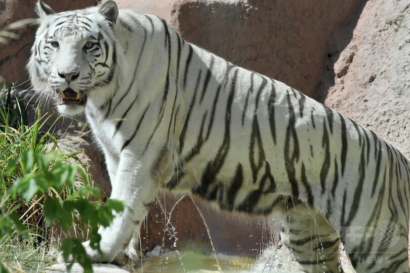 ホワイトタイガー2頭が飼育員かみ殺す インド国立公園 写真1枚 国際ニュース Afpbb News