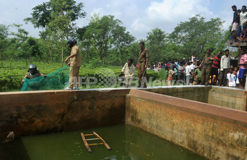 貯水槽にヒョウがドボン！救出劇の一部始終