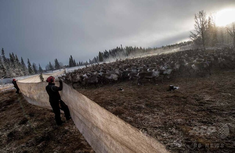 【AFP記者コラム】知られざる圧倒的な美─北欧の遊牧民サーミとトナカイの大移動