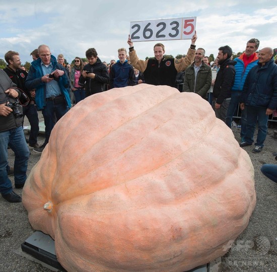 約1 2トンの巨大カボチャ 世界記録に ドイツ 写真14枚 国際ニュース Afpbb News