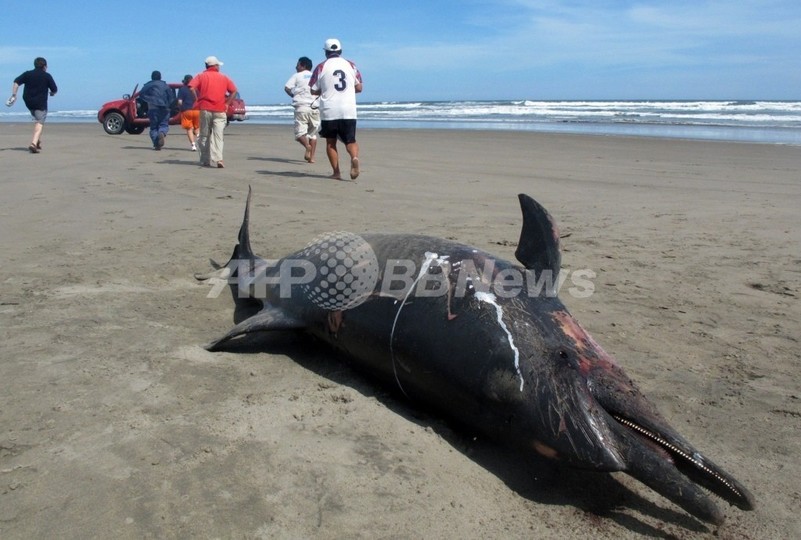 海岸にイルカの死骸、4か月で900頭近くに ペルー北部 海岸にイルカの死骸、4か月で900頭近くに ペルー北部