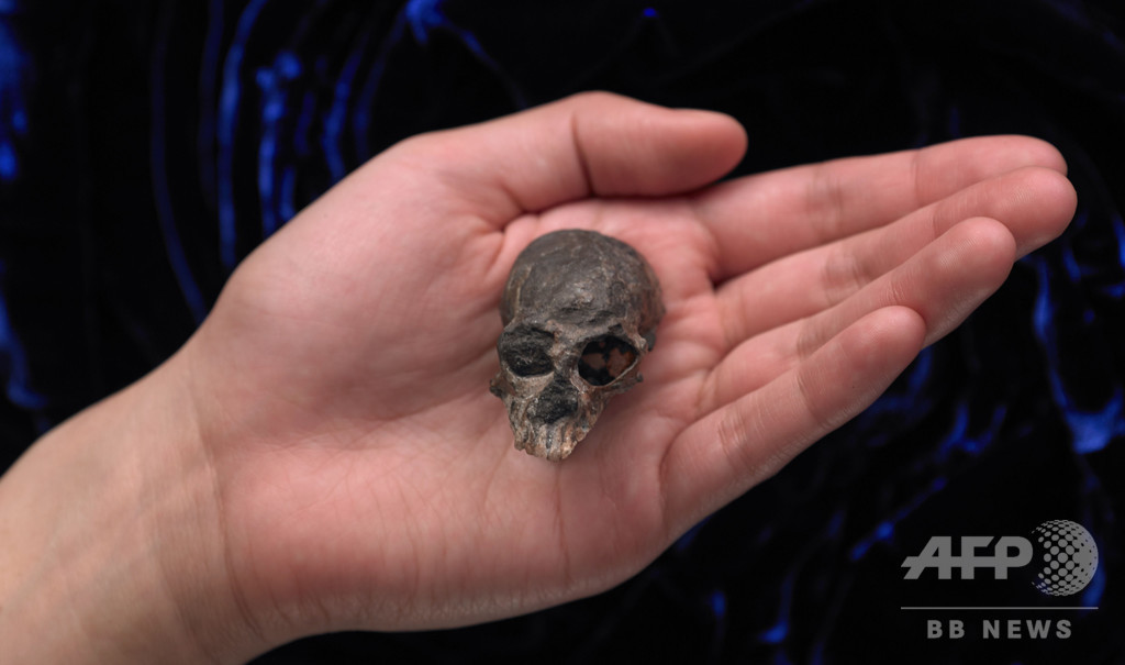 2000万年前の小さなサルの唯一の頭骨、脳の進化の一端を解明 2000万年前の小さなサルの唯一の頭骨、脳の進化の一端を解明