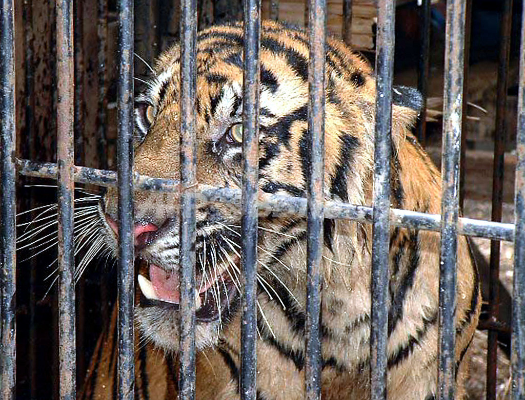 インドネシアの村でトラ被害、関係機関が捕獲も検討 インドネシアの村でトラ被害、関係機関が捕獲も検討