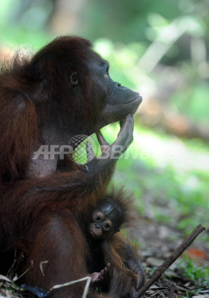オランウータンの喫煙、インドネシアの動物園では放置 活動家 オランウータンの喫煙、インドネシアの動物園では放置 活動家