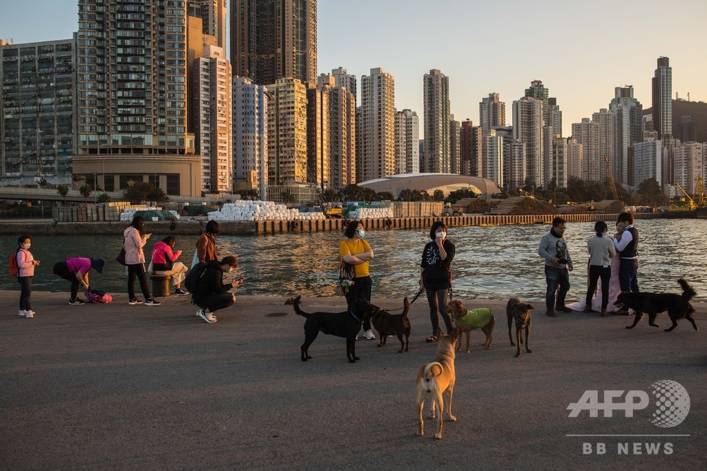 香港の犬、新型ウイルス検査で弱陽性反応 感染者のペット 香港の犬、新型ウイルス検査で弱陽性反応 感染者のペット