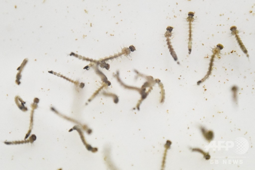 食物連鎖に影響も、マイクロプラスチック摂取する蚊の幼虫 研究 食物連鎖に影響も、マイクロプラスチック摂取する蚊の幼虫 研究