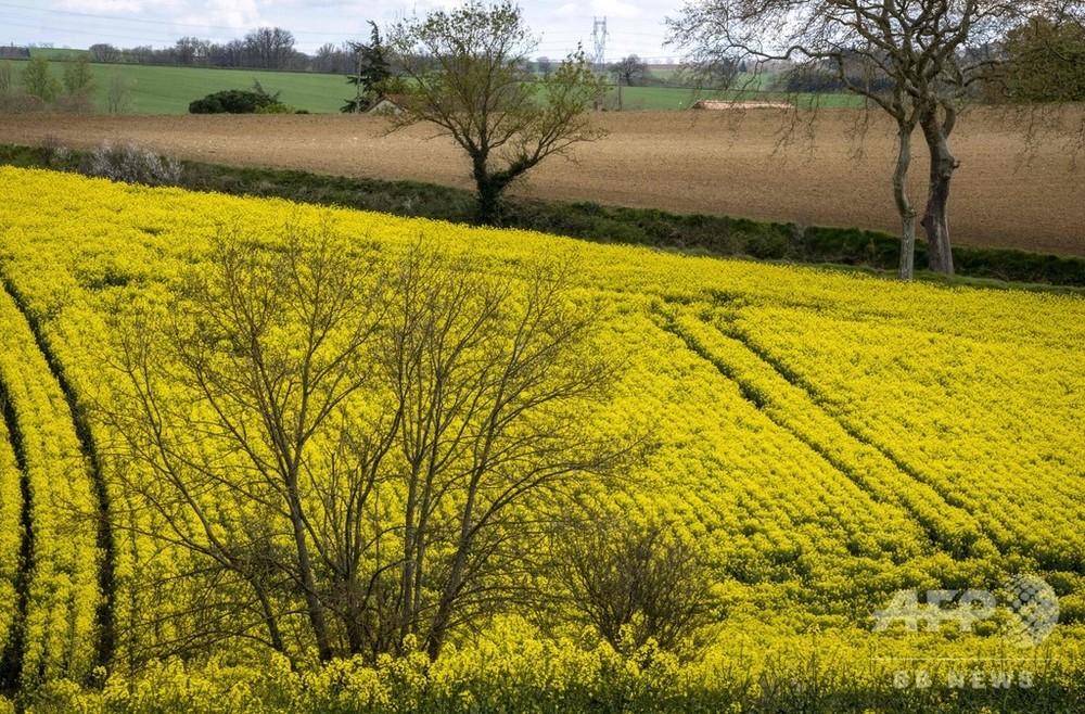 絵画のような一面の菜の花畑 南仏 写真4枚 国際ニュース Afpbb News