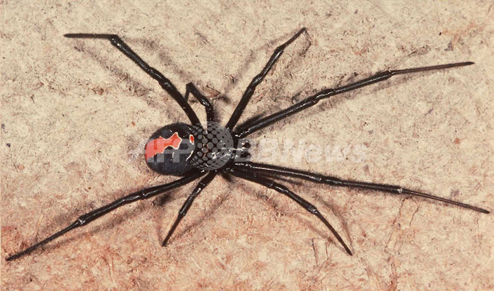 毒蜘蛛 セアカゴケグモ - Wikipedia