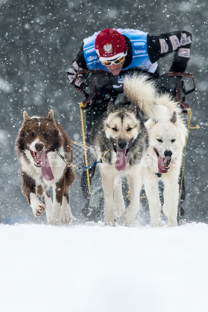 雪の中を疾走！犬ぞり欧州選手権 ドイツ