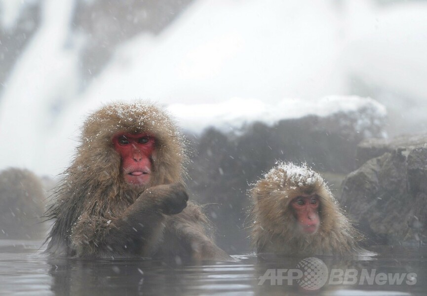 露天風呂を満喫する地獄谷のニホンザルたち