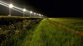 英オックスフォードシャーで、LEDライトの街灯に照らされた道路沿いの生け垣や草地。ダグラス・ボーイズ氏提供（撮影日不明）。(c)AFP PHOTO / Douglas Boyes