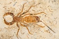 フランスからブラジルに返還された白亜紀の昆虫の化石（2022年5月24日撮影）。(c) JEAN-FRANCOIS MONIER / AFP
