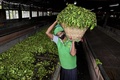 スリランカ・ラトゥナプラの茶園で働く作業員（2021年7月31日撮影）。(c)Ishara S. KODIKARA / AFP