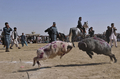 アフガニスタン北部のマザリシャリフ（Mazar-i Sharif）で22日、ウシではなくヒツジやラクダを闘わせる催しが開かれた。

　アフガニスタン暦で元日にあたる21日からマザリシャリフで開催されている祝祭には、アフガニスタン全土から大勢の人びとが集まっている。闘牛ならぬ「闘羊」や「闘ラクダ」も、新年の訪れを祝う伝統行事の1つだ。

　春分の日の21日を新年の祭日とするノールーズは、トルコやイラン、イラク、中央アジアやアゼルバイジャンなど、世界各地で幅広く祝われている（2011年3月22日撮影）。(c)AFP/Massoud HOSSAINI 

&lt;a href=&quot;http://www.youtube.com/user/afpbbnews#p/a/u/3/34LbTaHRgvQ&quot; target=&quot;_blank&quot;&gt;&lt;b&gt;【動画】「闘ラクダ」の映像（YouTube/AFPBB News公式チャンネル）&lt;/b&gt;&lt;/a&gt;