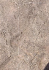 4億3600万年前に絕滅した双叉苗家魚の化石 中国重慶で発見 写真1枚