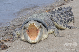 ボルネオ島でワニに襲われ出稼ぎ男性が死亡、マレーシア ボルネオ島でワニに襲われ出稼ぎ男性が死亡、マレーシア