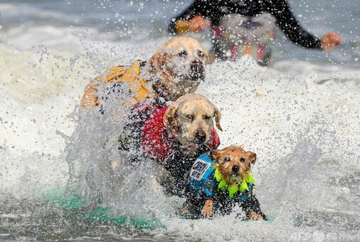 ドッグサーフィンの世界大会、米カリフォルニアで開催 写真24枚 国際 
