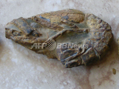 【希少‼︎】Meyerella magna えびの化石 白亜紀　1億1800万年前 img_14079a118e99bd28f3e36a6a33