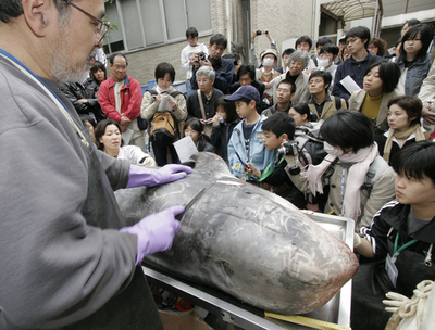 国立科学博物館「オープンラボ」、イルカの解体を実演