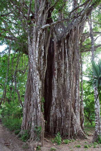 幹の直径21.5メートルの巨木、コスタリカの「並はずれた木」に
