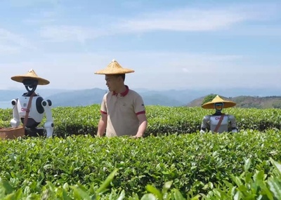 中国製人型ロボットが初めて茶摘みに挑戦